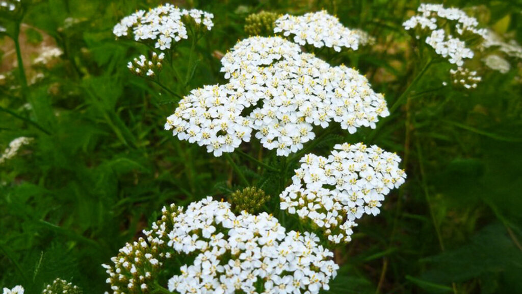 Weiße Blütendolden einer Heilpflanze, vermutlich Schafgarbe, in der Wiese